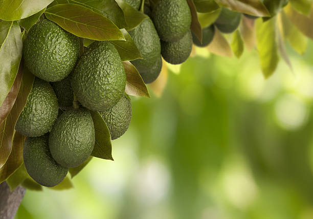 can you say guacamole? - avocado stockfoto's en -beelden