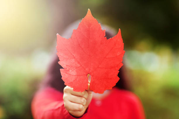 Canada Day picture of red maple leaf in the hand of girl. Young girl with the red maple leave in shape and color of Canadian flag. Girl holding maple leaf during holiday of Happy Canada Day. stock photo