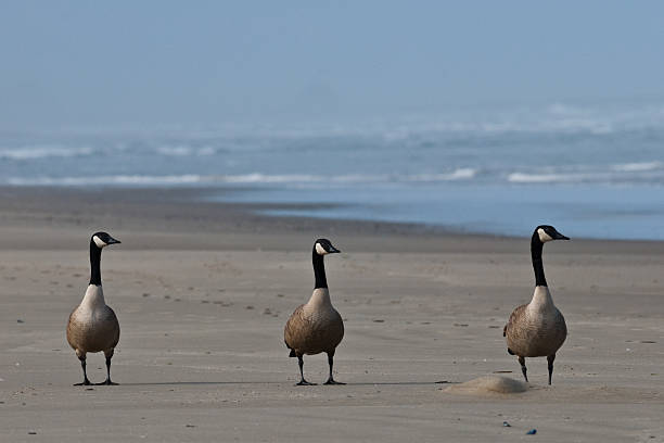 Canada Geese Standing on the Beach The Canada goose (Branta canadensis) is a large goose with a black head and neck, white cheeks, white under its chin, and a brown body. It is native to the arctic and temperate regions of North America. These geese were photographed on the Pacific Ocean beach in Rockaway, yyy, USA. jeff goulden bird stock pictures, royalty-free photos & images