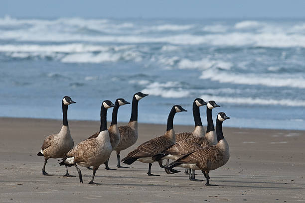 Canada Geese Walking on the Beach The Canada goose (Branta canadensis) is a large goose with a black head and neck, white cheeks, white under its chin, and a brown body. It is native to the arctic and temperate regions of North America. These geese were photographed on the Pacific Ocean beach in Rockaway, Oregon, USA. jeff goulden oregon coast stock pictures, royalty-free photos & images