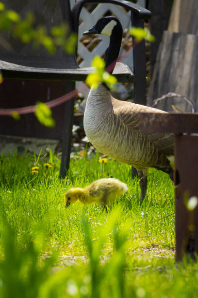 Canada Goose and Gosling stock photo