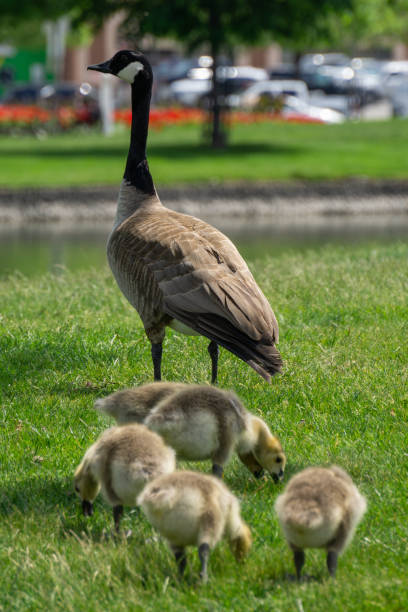 Canada Goose and Goslings stock photo