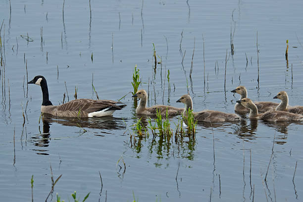 Canada Goose and Goslings Swimming in the Water The Canada goose (Branta canadensis) is a large goose with a black head and neck, white cheeks, white under its chin, and a brown body. It is native to the arctic and temperate regions of North America. This goose is swimming in a pond while leading some goslings at the Nisqually National Wildlife Refuge near Olympia, Washington State, USA. jeff goulden canada goose stock pictures, royalty-free photos & images