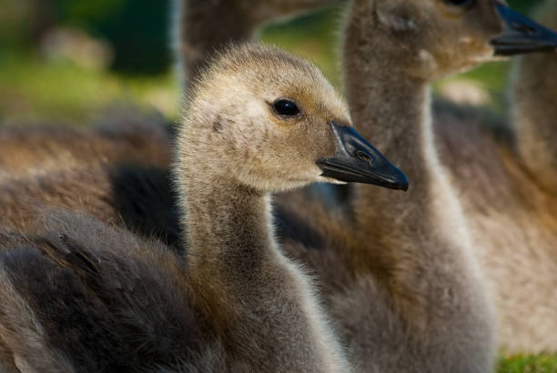 Canada Goose Babies The Canada goose (Branta canadensis) is a large goose with a black head and neck, white cheeks, white under its chin, and a brown body. It is native to the arctic and temperate regions of North America. These goslings were photographed at Walnut Canyon Lakes in Flagstaff, Arizona, USA. jeff goulden canada goose stock pictures, royalty-free photos & images