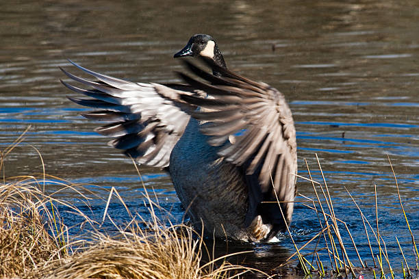 Canada Goose Flapping its Wings The Canada goose (Branta canadensis) is a large goose with a black head and neck, white cheeks, white under its chin, and a brown body. It is native to the arctic and temperate regions of North America. This goose is flapping its wings at the Nisqually National Wildlife Refuge near Olympia, Washington State, USA. jeff goulden canada goose stock pictures, royalty-free photos & images
