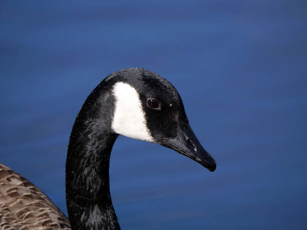 Canada goose head closeup stock photo