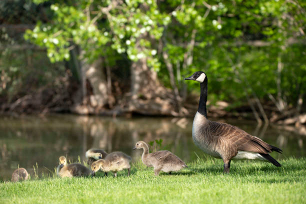 Canada goose mother is alert with her baby goslings at a lake stock photo