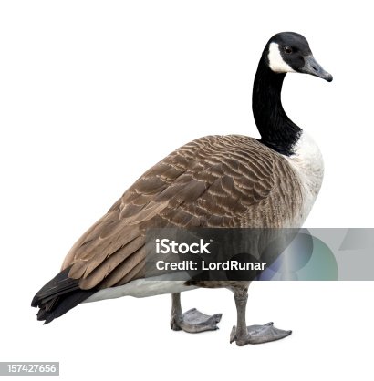 istock Canada goose on white 157427656