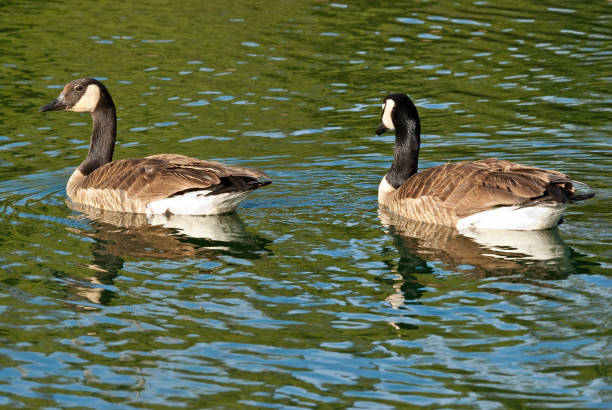 Canada Goose Pair Swimming The Canada goose (Branta canadensis) is a large goose with a black head and neck, white cheeks, white under its chin, and a brown body. It is native to the arctic and temperate regions of North America. This pair of geese was photographed while swimming at Walnut Canyon Lakes in Flagstaff, Arizona, USA. jeff goulden canada goose stock pictures, royalty-free photos & images