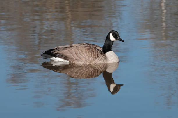 Canada Goose stock photo