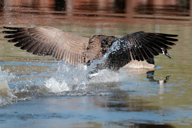 Canada Goose stock photo