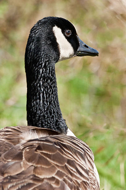 Canada Goose The Canada goose (Branta canadensis) is a large goose with a black head and neck, white cheeks, white under its chin, and a brown body. It is native to the arctic and temperate regions of North America. This goose is sitting on a nest at the Nisqually National Wildlife Refuge near Olympia, Washington State, USA. jeff goulden canada goose stock pictures, royalty-free photos & images