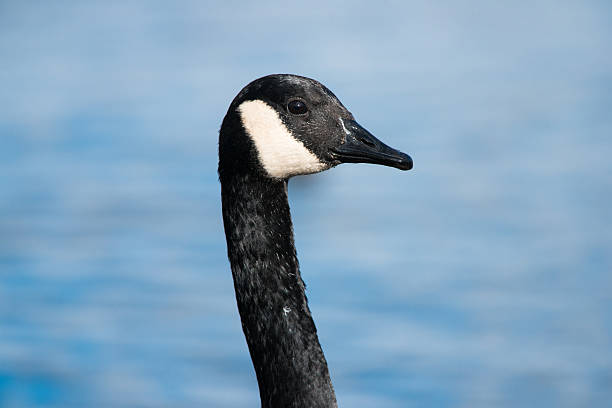 Canada Goose portrait stock photo