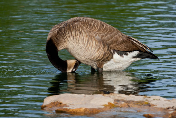 Canada Goose Preening The Canada goose (Branta canadensis) is a large goose with a black head and neck, white cheeks, white under its chin, and a brown body. It is native to the arctic and temperate regions of North America. This goose was photographed while preening at Walnut Canyon Lakes in Flagstaff, Arizona, USA. jeff goulden canada goose stock pictures, royalty-free photos & images