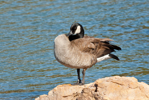 Canada Goose Preening The Canada goose (Branta canadensis) is a large goose with a black head and neck, white cheeks, white under its chin, and a brown body. It is native to the arctic and temperate regions of North America. This goose is standing on a rock at Walnut Canyon Lakes in Flagstaff, Arizona, USA. jeff goulden canada goose stock pictures, royalty-free photos & images