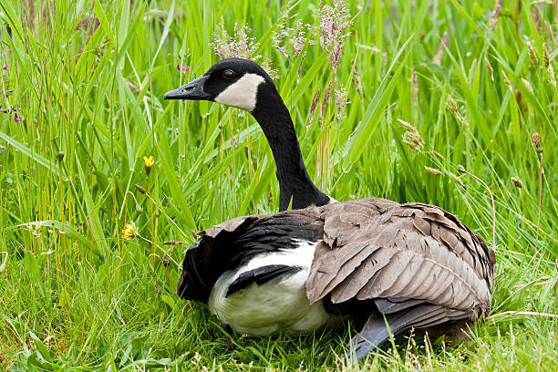 Canada Goose Resting in the Grass The Canada goose (Branta canadensis) is a large goose with a black head and neck, white cheeks, white under its chin, and a brown body. It is native to the arctic and temperate regions of North America. This goose is sitting on a nest in Edgewood, Washington State, USA. jeff goulden canada goose stock pictures, royalty-free photos & images