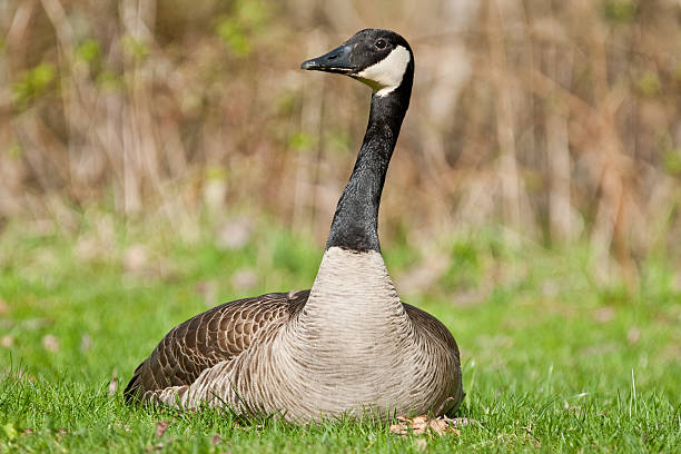 Canada Goose Sitting in the Grass The Canada goose (Branta canadensis) is a large goose with a black head and neck, white cheeks, white under its chin, and a brown body. It is native to the arctic and temperate regions of North America. This goose is sitting on a nest at the Nisqually National Wildlife Refuge near Olympia, Washington State, USA. jeff goulden canada goose stock pictures, royalty-free photos & images