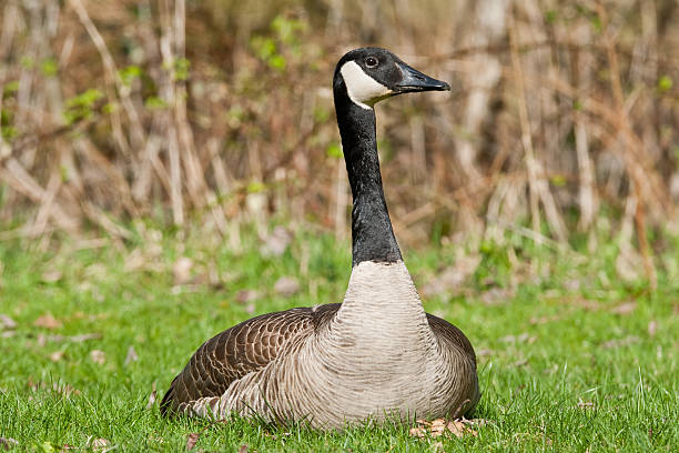 Canada Goose Sitting in the Grass The Canada goose (Branta canadensis) is a large goose with a black head and neck, white cheeks, white under its chin, and a brown body. It is native to the arctic and temperate regions of North America. This goose is sitting on a nest at the Nisqually National Wildlife Refuge near Olympia, Washington State, USA. jeff goulden canada goose stock pictures, royalty-free photos & images