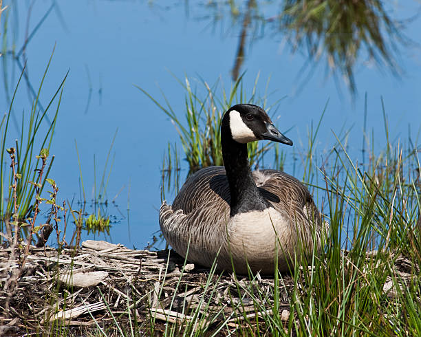 Canada Goose Sitting on a Nest The Canada goose (Branta canadensis) is a large goose with a black head and neck, white cheeks, white under its chin, and a brown body. It is native to the arctic and temperate regions of North America. This goose is sitting on a nest at the Nisqually National Wildlife Refuge near Olympia, Washington State, USA. jeff goulden canada goose stock pictures, royalty-free photos & images