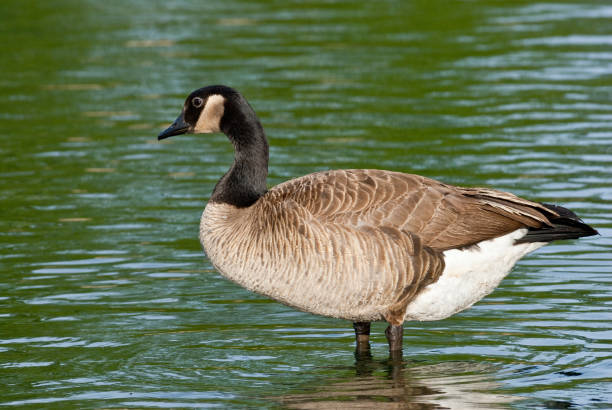 Canada Goose Standing in the Water The Canada goose (Branta canadensis) is a large goose with a black head and neck, white cheeks, white under its chin, and a brown body. It is native to the arctic and temperate regions of North America. This goose was photographed while standing in the water at Walnut Canyon Lakes in Flagstaff, Arizona, USA. jeff goulden canada goose stock pictures, royalty-free photos & images