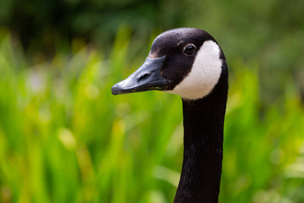Photo of Canada goose standing on a grass lawn