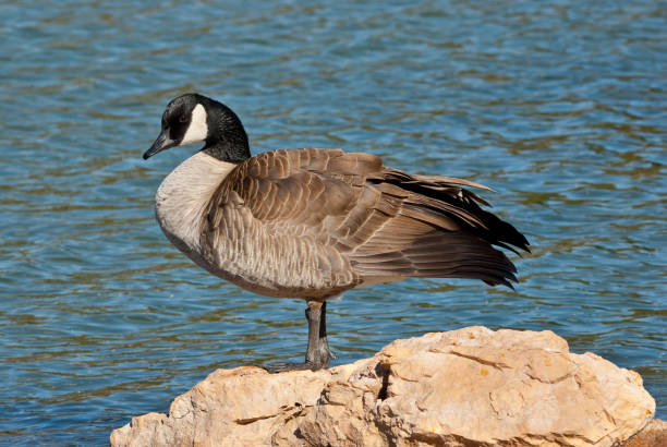 Canada Goose Standing on a Rock The Canada goose (Branta canadensis) is a large goose with a black head and neck, white cheeks, white under its chin, and a brown body. It is native to the arctic and temperate regions of North America. This goose is standing on a rock at Walnut Canyon Lakes in Flagstaff, Arizona, USA. jeff goulden canada goose stock pictures, royalty-free photos & images