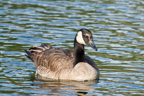Canada Goose Swimming The Canada goose (Branta canadensis) is a large goose with a black head and neck, white cheeks, white under its chin, and a brown body. It is native to the arctic and temperate regions of North America. This goose was photographed while swimming at Walnut Canyon Lakes in Flagstaff, Arizona, USA. jeff goulden canada goose stock pictures, royalty-free photos & images