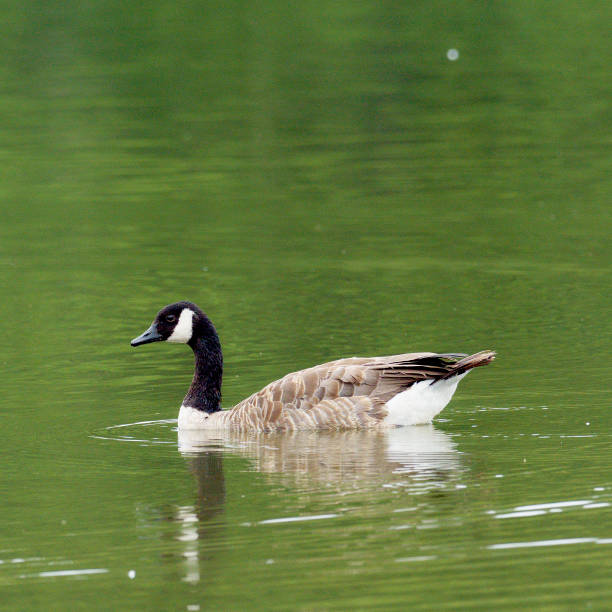 A Canada Goose swims in green lake water stock photo