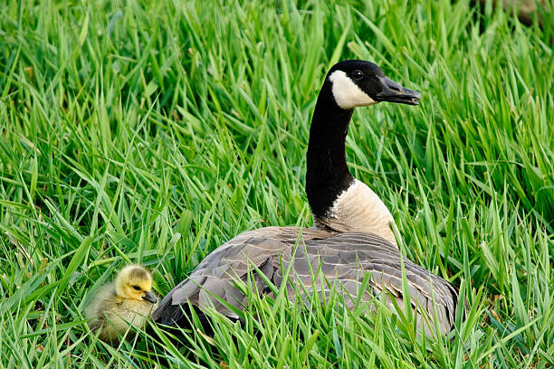 Canada Goose with Gosling The Canada goose (Branta canadensis) is a large goose with a black head and neck, white cheeks, white under its chin, and a brown body. It is native to the arctic and temperate regions of North America. This goose was with her goslings at the Nisqually National Wildlife Refuge near Olympia, Washington State, USA. jeff goulden canada goose stock pictures, royalty-free photos & images