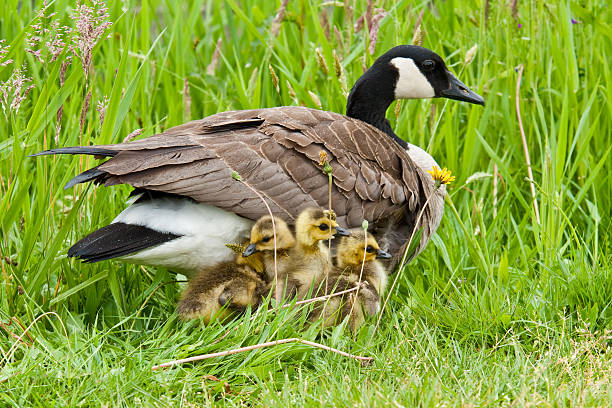 Canada Goose with Goslings The Canada goose (Branta canadensis) is a large goose with a black head and neck, white cheeks, white under its chin, and a brown body. It is native to the arctic and temperate regions of North America. This goose is with her goslings in Edgewood, Washington State, USA. jeff goulden canada goose stock pictures, royalty-free photos & images