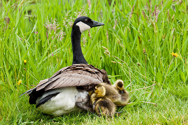 Canada Goose with Goslings The Canada goose (Branta canadensis) is a large goose with a black head and neck, white cheeks, white under its chin, and a brown body. It is native to the arctic and temperate regions of North America. This goose is with her goslings in Edgewood, Washington State, USA. jeff goulden canada goose stock pictures, royalty-free photos & images