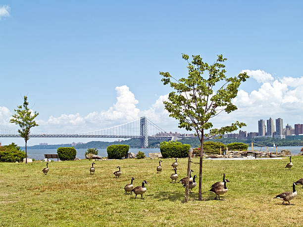 Canadian Geese, George Washington Bridge and Manhattan stock photo