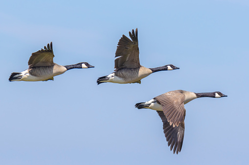 Close-up of Canadian geese Branta canadensis in flight migrating