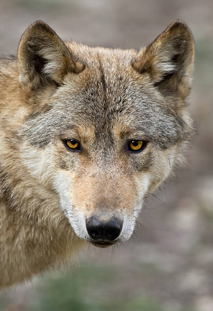 canadian madeira de retrato de lobo - wolf portrait - fotografias e filmes do acervo