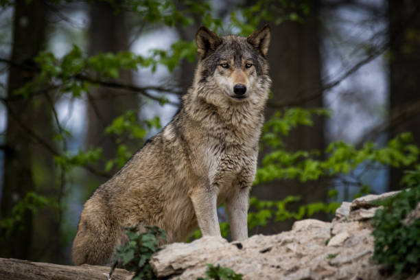 Canadian Timberwolf standing in the forest stock photo