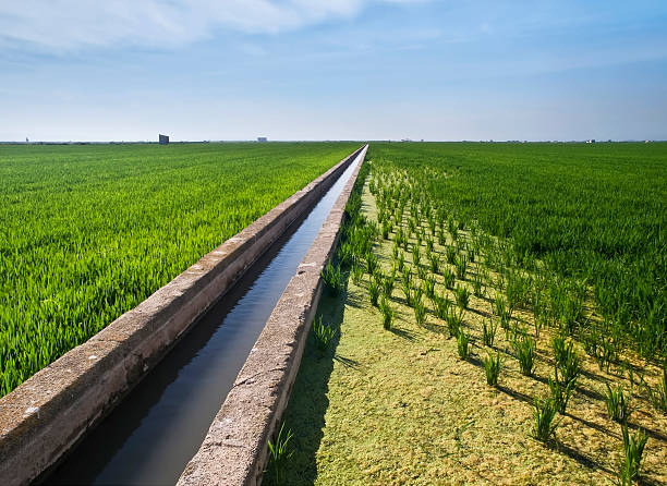 Canal Between the Rice Fields  albufera stock pictures, royalty-free photos & images