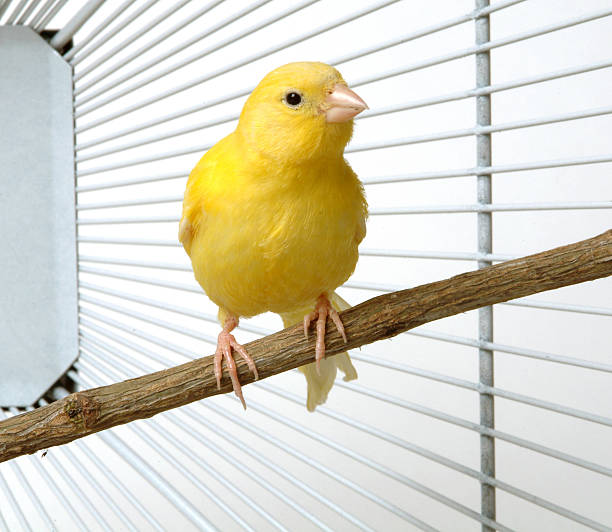 canary - kanarie stockfoto's en -beelden
