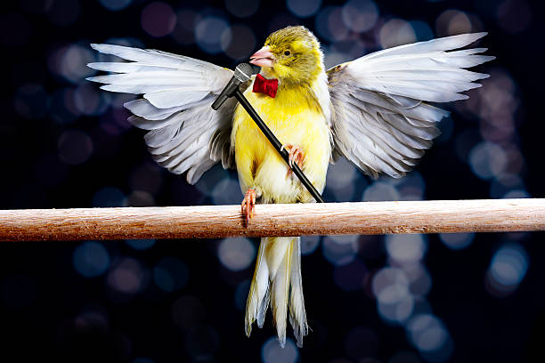 Canary singing stock photo