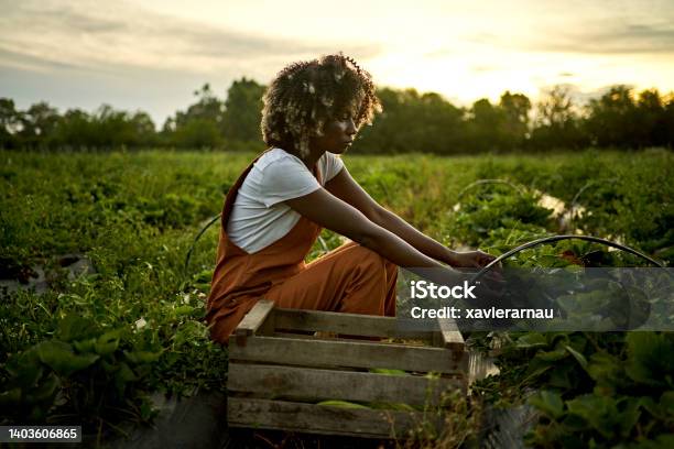 Candid portrait of early 30s woman harvesting strawberries