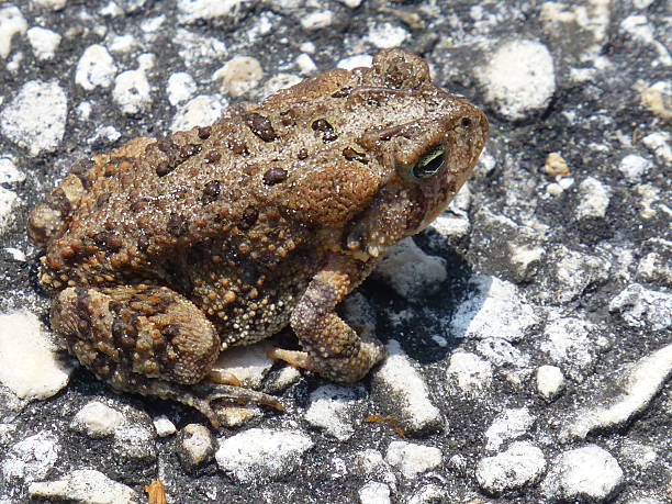 Cane Toad on Pavement stock photo