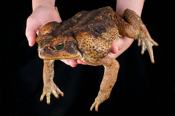Cane toad / Rhinella marina stock photo