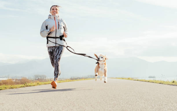 Canicross exercises. Female runs with his beagle dog and happy smiling. Autumn spring outdoor sport activity Canicross exercises. Female runs with his beagle dog and happy smiling. Autumn spring outdoor sport activity early morning dog walk stock pictures, royalty-free photos & images