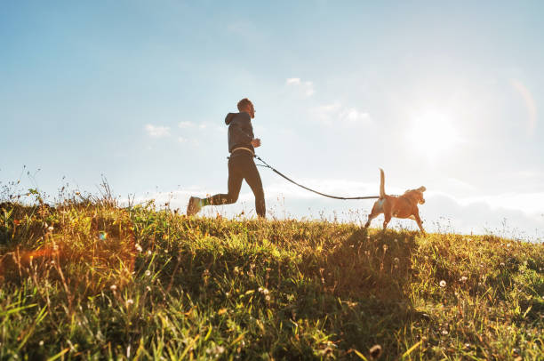 canicross exercises. man runs with his beagle dog at sunny morning - running imagens e fotografias de stock