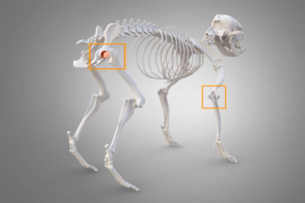 Canine Arthritis and Osteoarthritis joint inflammation stock photo