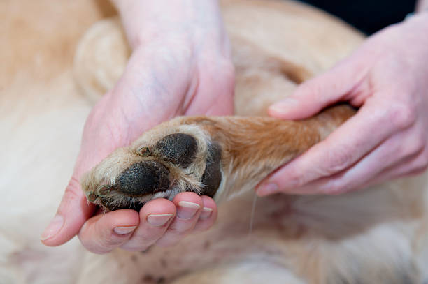 Canine Massage stock photo