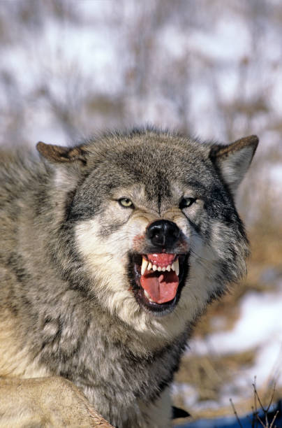 norte-americano lobo cinzento canis lúpus occidentalis, adulto mostrando dentes, postura de ameaça, canadá - wolf portrait - fotografias e filmes do acervo