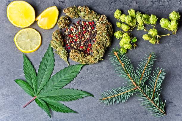 Cannabis bud and leaf with hoppy, pepper, lemon and fir needles stock photo