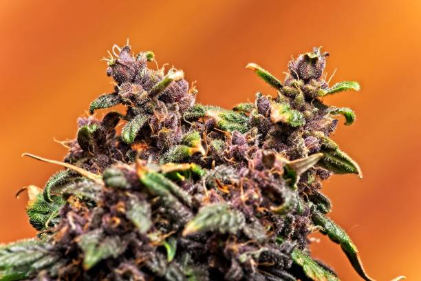 Cannabis bud full of trichomes stock photo