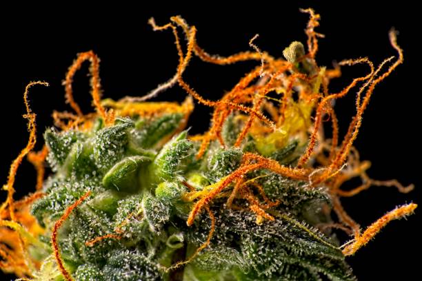 Cannabis bud trichomes. Macro close up of trichomes on female green and orange cannabis indica plant bud plant trichome stock pictures, royalty-free photos & images