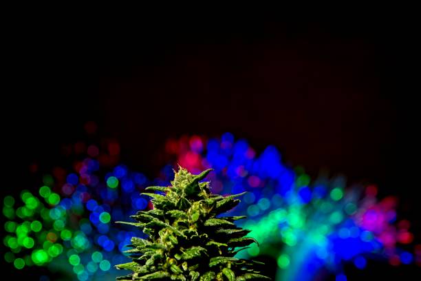 Cannabis bud with color lights Macro close up of top bud of blooming fresh female cannabis auto - flowering indica plant with colorful lights out of focus in black background plant trichome stock pictures, royalty-free photos & images